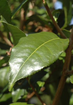Camellia sinensis - planta de té