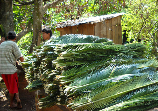 Imágenes de floricultura. En Misiones, los empleados de un cultivo de Cycas, ordenan sobre una mesa, al aire libre, las hojas recién cortadas.
