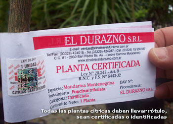 Todas las plantas cítricas deben llevar rótulo, sean certificadas o identificadas