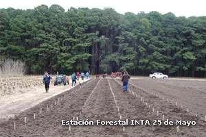 Estación Forestal INTA 25 de Mayo