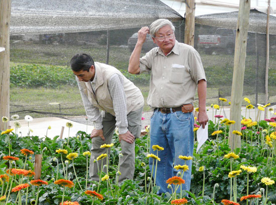 Imágenes de floricultura. Dos ingenieros del Instituto Nacional de Tecnología Agropecuaria observan un cultivo de gerberas. 
