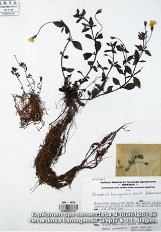 Espécimen tipo nomenclatural (Holotipo) de Mecardonia kamogawae Greppi & J.C. Hagiw.