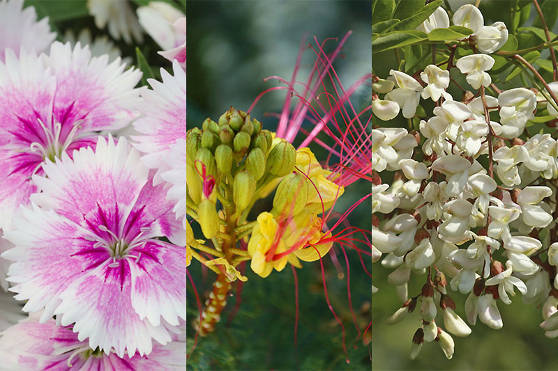 Plantas que se adaptan a suelos calcáreos Plantas que se adaptan a suelos calcáreos