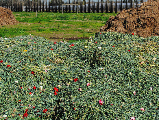 Plantas florales desperdiciadas en Buenos Aires