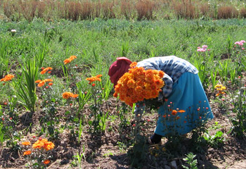 Programa de Fortalecimiento Florícola que impulsa el Gobierno de la provincia de Jujuy