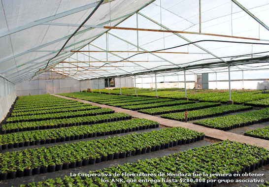 La Cooperativa de Floricultores de Mendoza fue la primera en obtener los ANR, que entrega hasta $200.000 por grupo asociativo