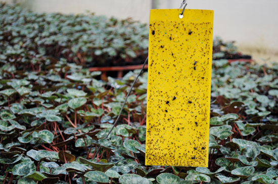 En Buenos Aires, un cultivo de plantas ornamentales invierte en la sanidad de sus plantas mediante trampas adhesivas que funcionan como herramientas para el monitoreo de plagas en invernáculos.