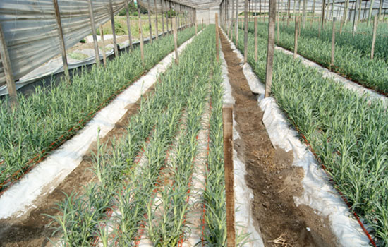 Cultivo de claveles - Tucumán