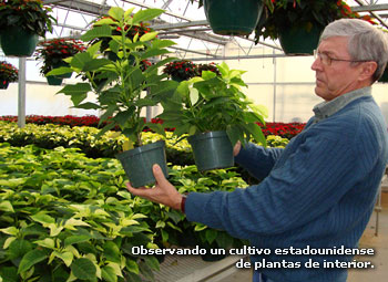 Observando un cultivo estadounidense de plantas de interior.