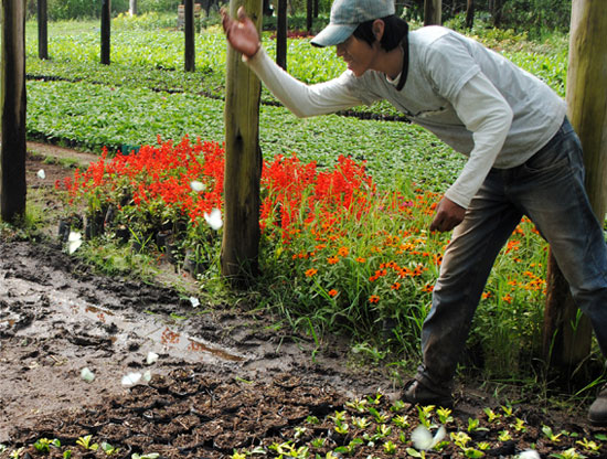 En Jujuy, un empleado de un cultivo de plantas florales de estación espanta a un grupo de mariposas, que insisten en posarse sobre las macetas donde hay plantas recién repicadas.