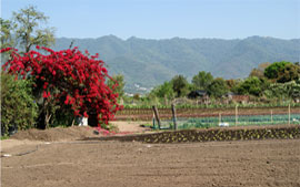 cultivos de plantas ornamentales y flores de corte - Tucumán