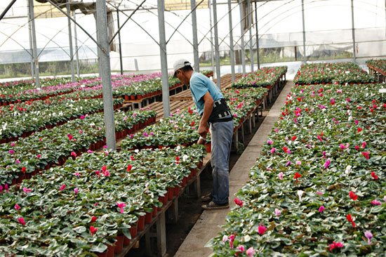 Plantas florales desperdiciadas en Buenos Aires