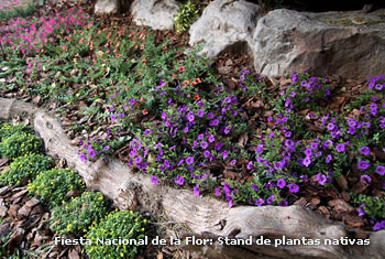 Fiesta Nacional de la Flor: Stand de plantas nativas
