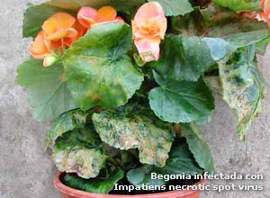 Begonia infectada con Impatiens necrotic spot virus