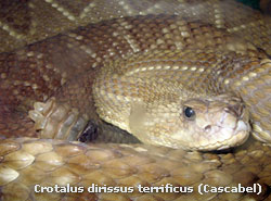 Crotalus dirissus terrificus (Cascabel)