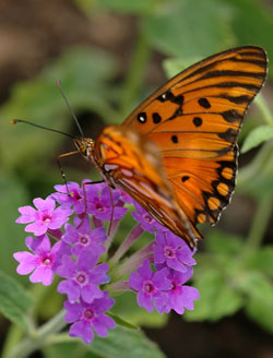Para muchos insectos, las flores son “comedores” muy atractivos a los cuales llegan para buscar el néctar y el polen del que se alimentan. Adheridos a sus cuerpos, los granos de polen viajan de una flor a otra.