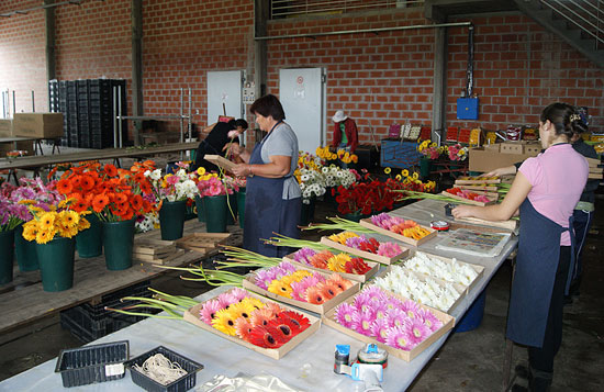 Plantas florales desperdiciadas en Buenos Aires