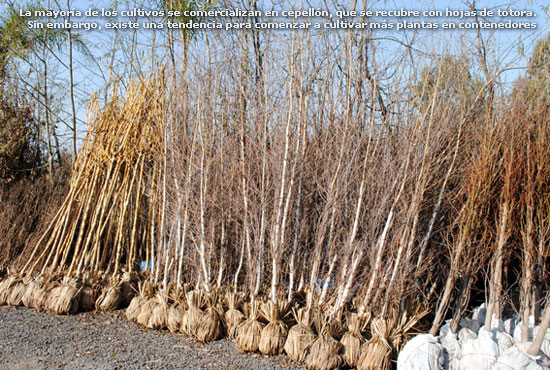 La mayoría de los cultivos se comercializan en cepellón, que se recubre con hojas de totora. Sin embargo, existe una tendencia para comenzar a cultivar más plantas en contenedores