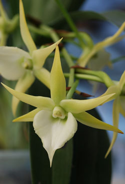 Darwin: orquídeas, lombrices y ecología