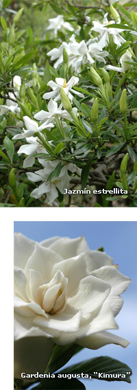 Jazmín - Gardenia
