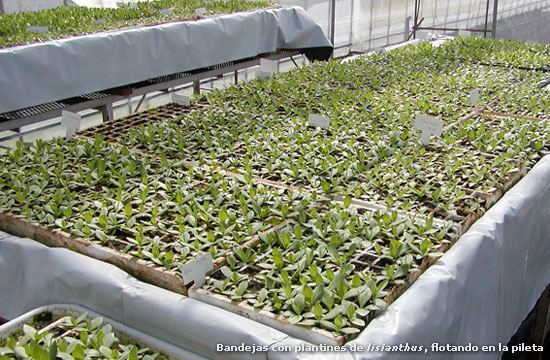 Bandejas con plantines de lisianthus, flotando en la pileta