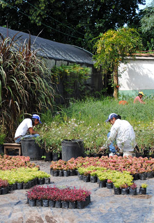 Productores salteños de pkantas ornamentales