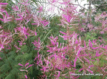 Mimosa Hebecarpa