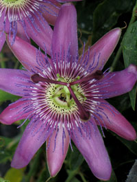 Pasifloras