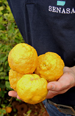 Cítricos con HLB. Foto: gentileza del SENASA 
