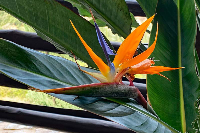 Strelitzia nicolai o reginae: ¿Cuál elegimos?