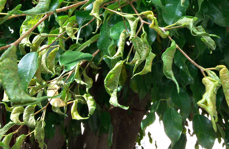 Daños foliares en Ficus benjamina