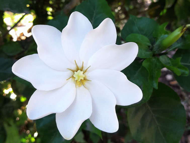 Gardenia thunbergia: la planta que solo se mira por sus semillas