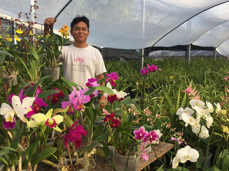 Los mitos de las orquídeas