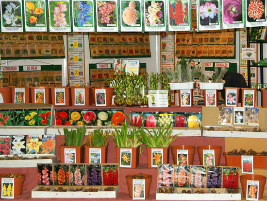 Plantas florales desperdiciadas en Buenos Aires
