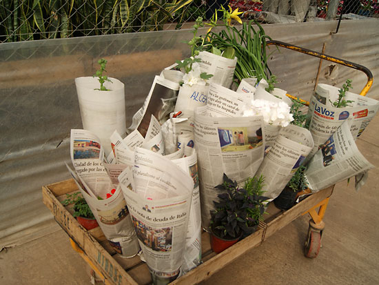 Limpieza de un cultivo de plantas ornamentales, luego de que sus plantas quedaran cubiertas de barro tras una fuerte tormenta que rompi el invernculo que las protega (Crdoba)