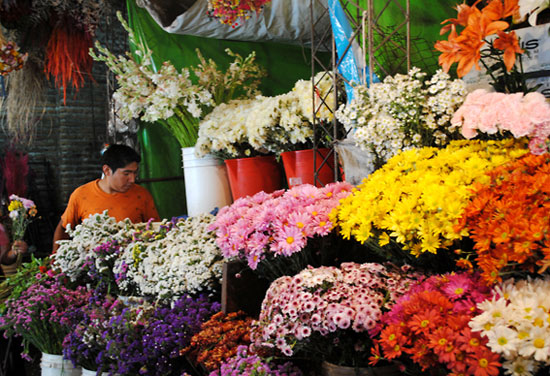 Plantas florales desperdiciadas en Buenos Aires