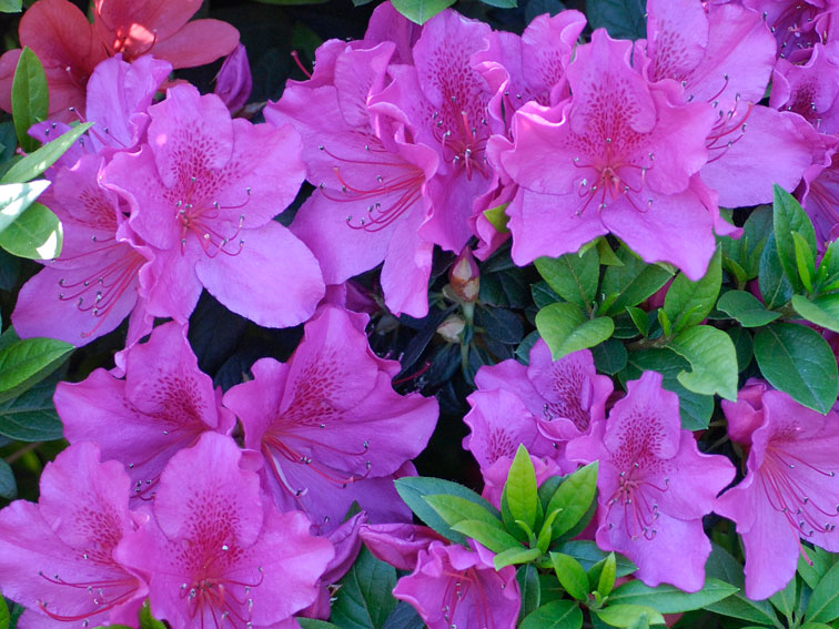 Azaleas