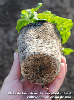 Vista de las raíces de una planta floral cultivada con orujo de uva