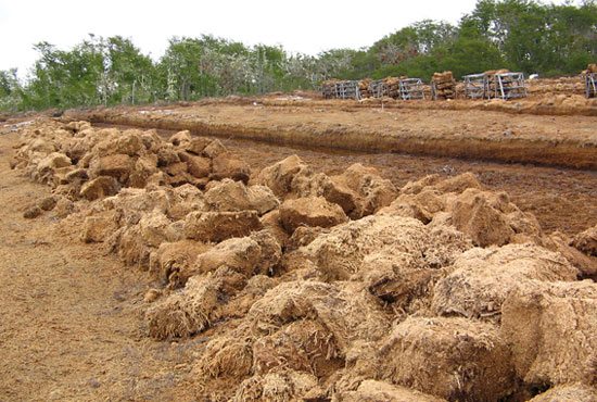 Terrafertil fueguina