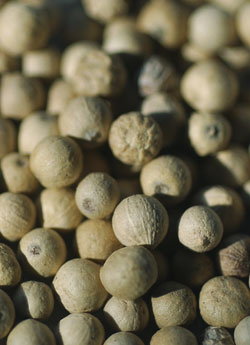 Pimienta - Piper nigrum
