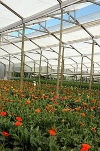 Especies florícolas que se cultivan bajo invernadero