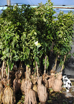 Avanzan los controles sobre las plantas cítricas 