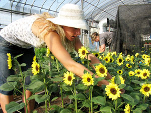 Girasoles