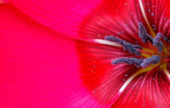 La planta escondida