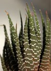 Haworthia