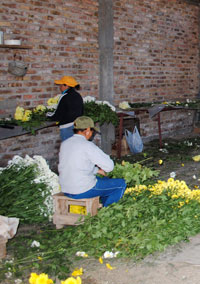 Preocupa a los floricultores de esta provincia la gran cantidad de productores y comercializadores que no están en regla.