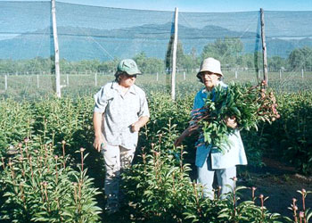 La floricultura chilena de flor y follaje de corte no dispone de las ventajas comparativas de la fruticultura, gracias a lo cual, esta última se ha transformado en un sector relevante de la economía nacional y en un abastecedor del mercado mundial de frutas.