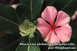 Vinca con síntomas de infección por fitoplasmas