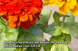 Anillos cloróticos en hojas de zinnia infectadas con GRSV