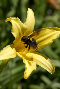 Bajo la luz de su teoría, explica cómo aquellas nuevas variaciones en la forma y el color de las flores de orquídeas, que permiten que los insectos las visiten en busca de néctar, aseguran la polinización y, de esa manera, la reproducción y conservación de estas características.